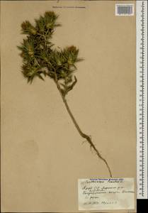 Carthamus lanatus L., Caucasus, Azerbaijan (K6) (Azerbaijan)