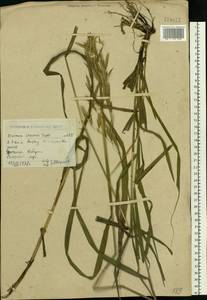 Bromus inermis Leyss., Siberia, Western (Kazakhstan) Altai Mountains (S2a) (Kazakhstan)