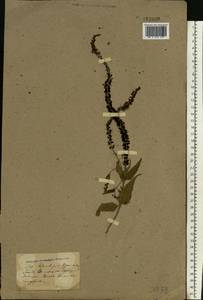 Veronica longifolia L., Eastern Europe, North Ukrainian region (E11) (Ukraine)