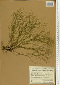 Psammophiliella muralis (L.) lkonn., Eastern Europe, Eastern region (E10) (Russia)
