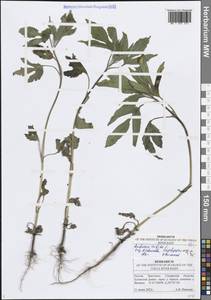 Ambrosia trifida L., Eastern Europe, Middle Volga region (E8) (Russia)