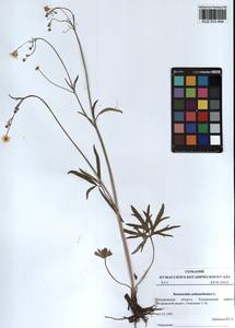 Ranunculus polyanthemos L., Siberia, Altai & Sayany Mountains (S2) (Russia)