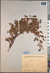 Arctostaphylos alpinus (L.) Spreng., Siberia, Yakutia (S5) (Russia)