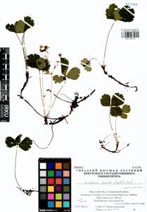 Geum ternatum subsp. ternatum, Siberia, Baikal & Transbaikal region (S4) (Russia)