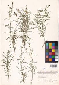 MHA 0 159 275, Linaria macroura (M. Bieb.) M. Bieb., Eastern Europe, Lower Volga region (E9) (Russia)