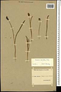 Muscari coeruleum Losinsk., Caucasus, Stavropol Krai, Karachay-Cherkessia & Kabardino-Balkaria (K1b) (Russia)