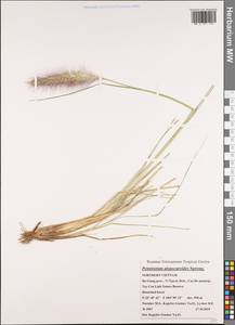 Pennisetum alopecuroides (L.) Spreng., South Asia, South Asia (Asia outside ex-Soviet states and Mongolia) (ASIA) (Vietnam)