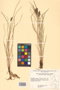 Carex eleusinoides Turcz. ex Kunth, Siberia, Chukotka & Kamchatka (S7) (Russia)