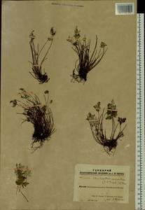 Aleuritopteris argentea (S. G. Gmel.) Fée, Siberia, Altai & Sayany Mountains (S2) (Russia)