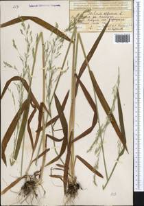 Milium effusum L., Middle Asia, Northern & Central Tian Shan (M4) (Kazakhstan)