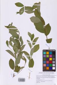 Prunus fruticosa Pall., Eastern Europe, Moscow region (E4a) (Russia)