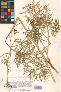 Cenolophium fischeri (Spreng.) W.D.J.Koch, Eastern Europe, Moscow region (E4a) (Russia)