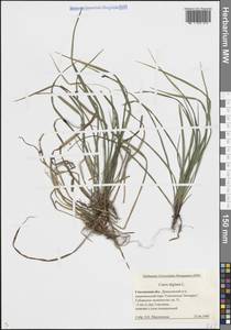 Carex digitata L., Eastern Europe, Western region (E3) (Russia)