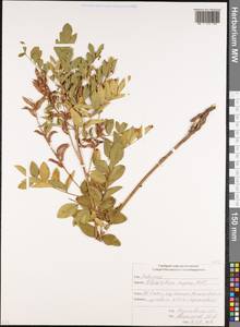 Glycyrrhiza aspera Pall., Caucasus, North Ossetia, Ingushetia & Chechnya (K1c) (Russia)
