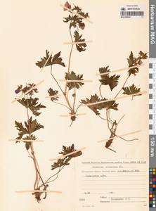 Geranium erianthum DC., Siberia, Chukotka & Kamchatka (S7) (Russia)