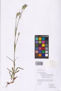 Dianthus armeria L., Eastern Europe, Central region (E4) (Russia)