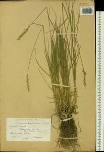 Kengyilia kryloviana (Schischk.) C.Yen, J.L.Yang & B.R.Baum, Siberia, Western (Kazakhstan) Altai Mountains (S2a) (Kazakhstan)