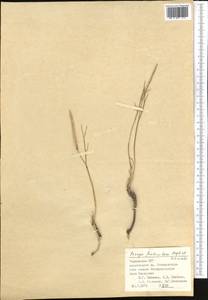 Parrya fruticulosa Regel & Schmalh., Middle Asia, Pamir & Pamiro-Alai (M2) (Tajikistan)