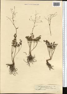 Thalictrum isopyroides C. A. Mey., Middle Asia, Dzungarian Alatau & Tarbagatai (M5) (Kazakhstan)