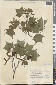 Acer truncatum Bunge, South Asia, South Asia (Asia outside ex-Soviet states and Mongolia) (ASIA) (China)