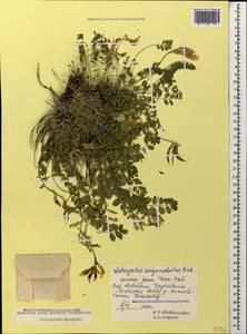 Astragalus sanguinolentus Bieb., Caucasus, Dagestan (K2) (Russia)