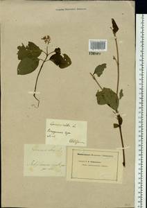 Cornus alba L., Siberia, Baikal & Transbaikal region (S4) (Russia)