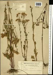 Jacobaea vulgaris subsp. vulgaris, Eastern Europe, Moscow region (E4a) (Russia)