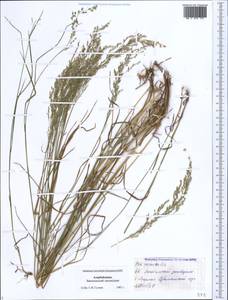 Poa nemoralis L., Caucasus, Azerbaijan (K6) (Azerbaijan)