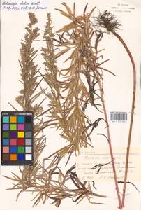 Artemisia umbrosa Turcz. ex DC., Eastern Europe, Moscow region (E4a) (Russia)