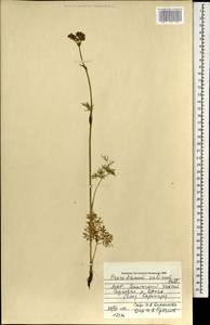 Ostericum tenuifolium (Pall. ex Spreng.) Y.C.Chu, Mongolia (MONG) (Mongolia)