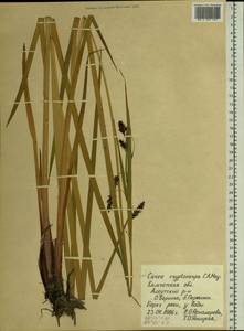 Carex lyngbyei Hornem., Siberia, Chukotka & Kamchatka (S7) (Russia)
