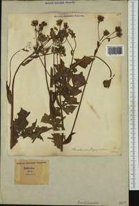Crepis setosa Hallier fil., Western Europe (EUR) (Italy)