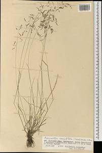 Puccinellia tenuiflora (Griseb.) Scribn. & Merr., Mongolia (MONG) (Mongolia)
