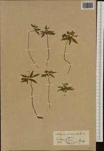 Anemone ranunculoides L., Western Europe (EUR) (Germany)