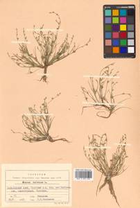 Juncus bufonius L., Siberia, Russian Far East (S6) (Russia)
