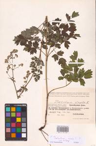 Thalictrum minus L., Eastern Europe, Lower Volga region (E9) (Russia)