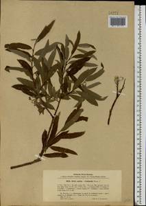 Salix aurita × viminalis, Eastern Europe, North-Western region (E2) (Russia)
