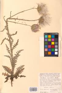 Carduus uncinatus M. Bieb., Eastern Europe, Lower Volga region (E9) (Russia)