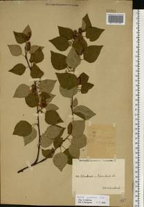 Betula pubescens Ehrh., Eastern Europe, Central forest region (E5) (Russia)
