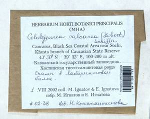 Cololejeunea rossettiana (C. Massal.) Schiffn., Bryophytes, Bryophytes - North Caucasus & Ciscaucasia (B12) (Russia)