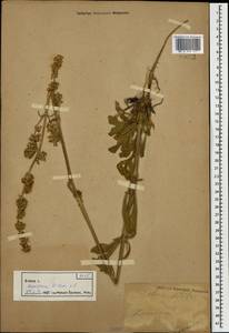 Silene densiflora, Caucasus, Stavropol Krai, Karachay-Cherkessia & Kabardino-Balkaria (K1b) (Russia)