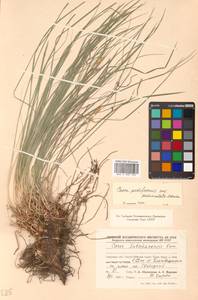 Carex pediformis C.A.Mey., Siberia, Russian Far East (S6) (Russia)