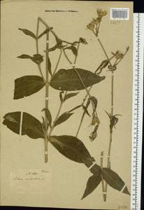 Silene noctiflora L., Eastern Europe (no precise locality) (E0) (Not classified)