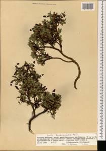 Salix berberifolia Pall., Mongolia (MONG) (Mongolia)