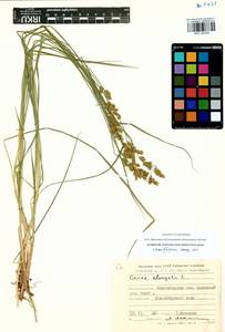 Carex elongata L., Siberia, Western Siberia (S1) (Russia)
