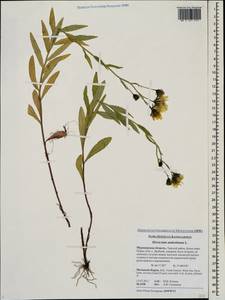 Hieracium umbellatum L., Eastern Europe, Northern region (E1) (Russia)