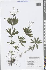 Galium odoratum (L.) Scop., Eastern Europe, Central region (E4) (Russia)
