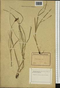 Carex divulsa Stokes, Western Europe (EUR) (France)