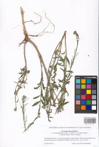 Erysimum odoratum Ehrh., Eastern Europe, Moscow region (E4a) (Russia)