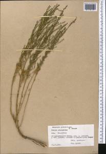 Artemisia glanduligera Krasch. ex Poljakov, Middle Asia, Pamir & Pamiro-Alai (M2) (Tajikistan)